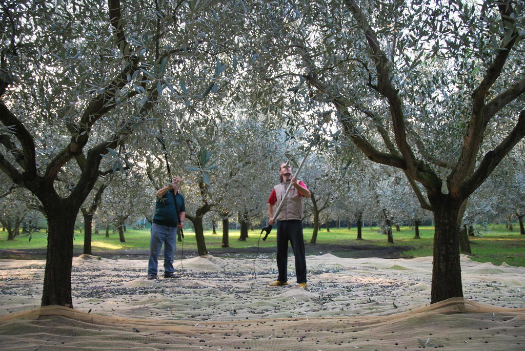 Agriturismo Terra E Sole Sant'Ambrogio di Valpolicella Værelse billede