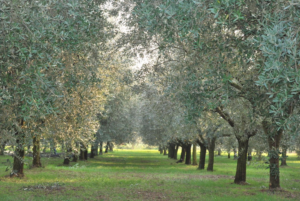 Agriturismo Terra E Sole Sant'Ambrogio di Valpolicella Værelse billede